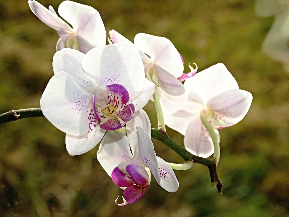 Hoa lan loài hoa quý hiếm nhất hiện nay